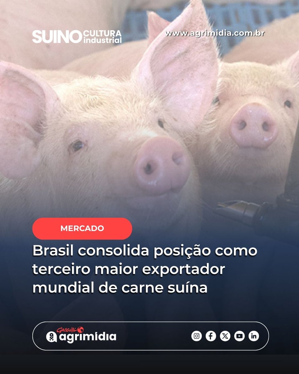 gessulli's tweet photo. 🐖🌎 O país alcançou um marco histórico no início de 2026 ao se tornar o 3º maior exportador mundial de carne suína, superando o Canadá em volume embarcado.

Leia mais: https://t.co/CP1amawchu https://t.co/gHCCCRgWWb