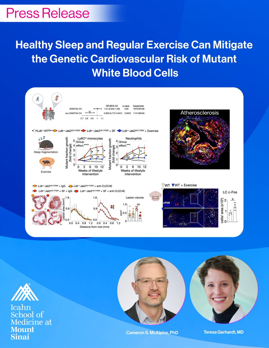 SinaiBrain's tweet photo. OUT NOW | PRESS RELEASE

In NEW STUDY, @IcahnMountSinai researchers Teresa Gerhardt, @cam_phd, et al. discovered that moderate-to-vigorous physical activity associated w/ reduced incidence of gene-specific CH &amp; fewer mutant cells in blood. PRESS RELEASE👉 https://t.co/OPN9bnp6Wi https://t.co/8yYcLZ8foi