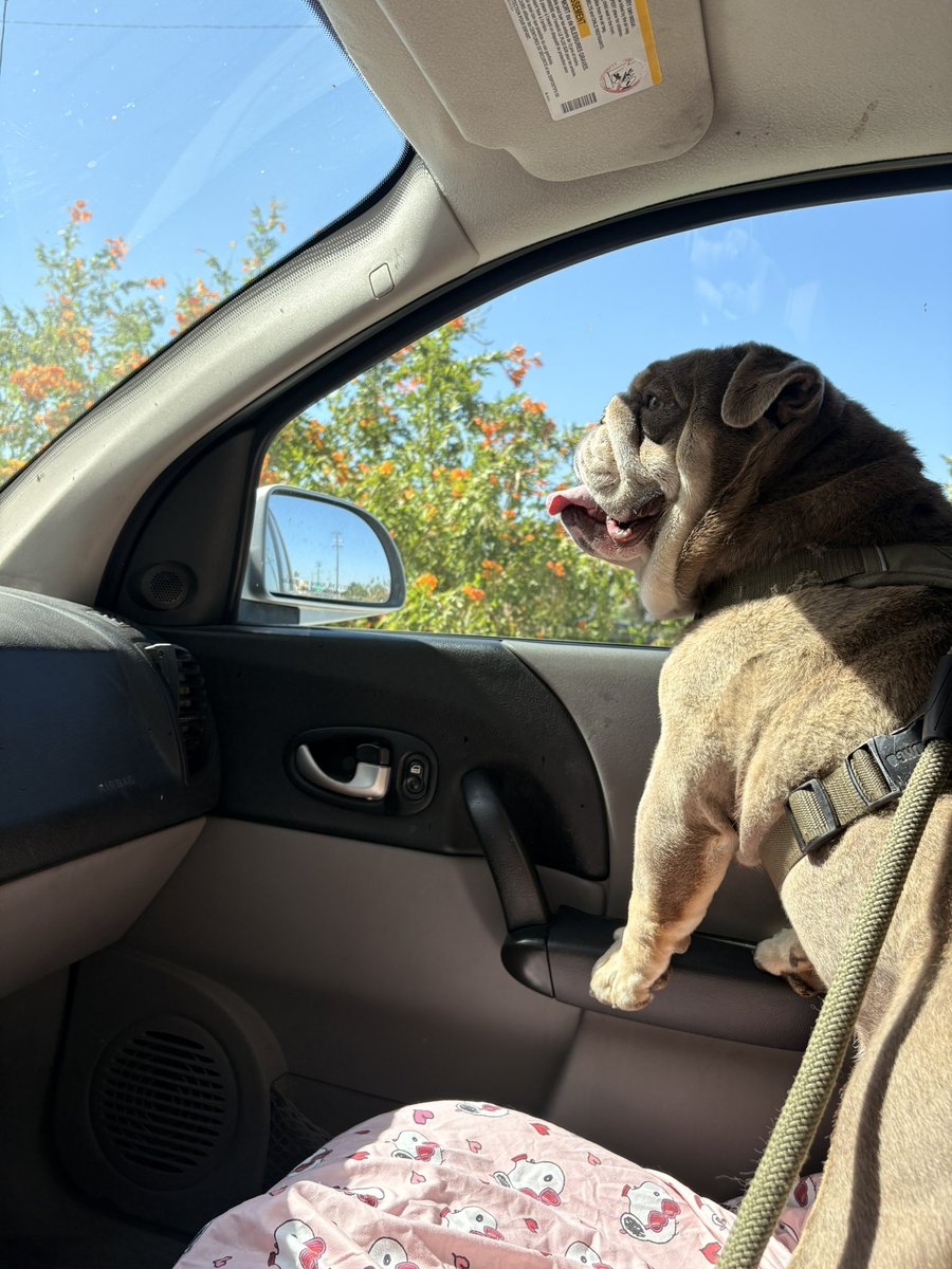 blindass_brain's tweet photo. my precious boy 🧡 https://t.co/Wjz9fCDkja