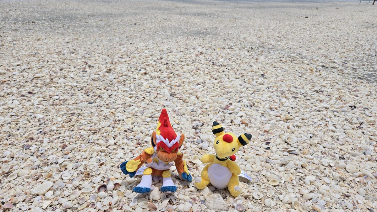 AvKProphet's tweet photo. Went looking for seashells yesterday! https://t.co/S4kQT6EjJo
