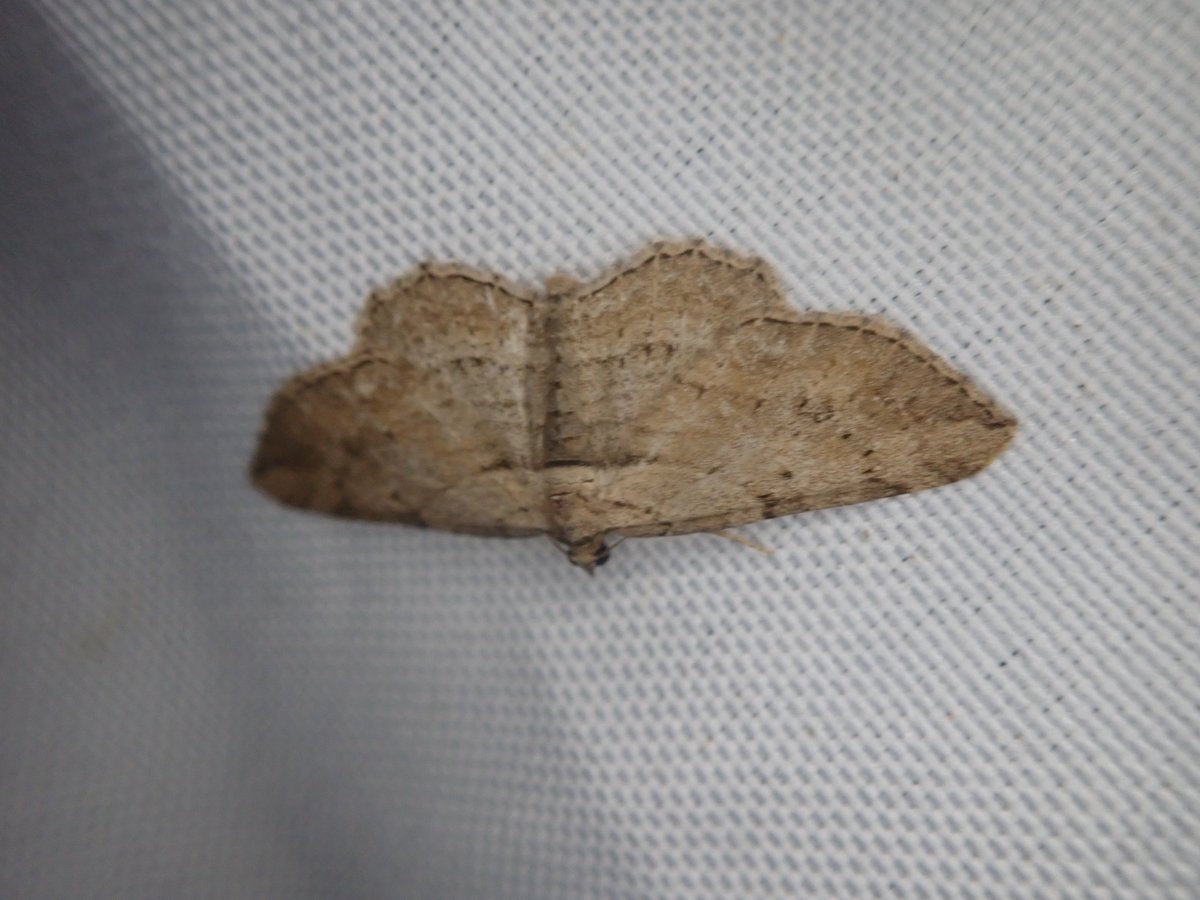 markhows's tweet photo. Very tricky moth trapping conditions on the Isle of Wight (VC10) on Saturday night but a couple of battery traps produced 39 Species was ok considering. Nothing of real note but the Fern was nice https://t.co/EhNNJJwx9s
