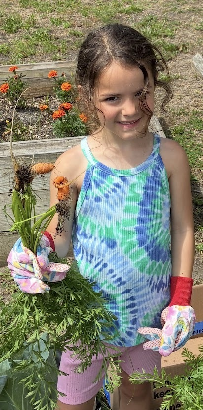 MTSDnews's tweet photo. Today WES preschoolers had a wonderful Garden Harvest Day!  With help from "Super Volunteer," Tammy Rousseau, they picked carrots, cauliflower &amp; cabbage, then made coleslaw, enjoyed carrots with ranch &amp; cauliflower pizza.  Learning &amp; fun all day! More at https://t.co/SVkGebC16H https://t.co/fYfoR3f0nO