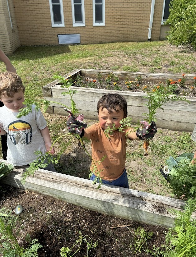MTSDnews's tweet photo. Today WES preschoolers had a wonderful Garden Harvest Day!  With help from "Super Volunteer," Tammy Rousseau, they picked carrots, cauliflower &amp; cabbage, then made coleslaw, enjoyed carrots with ranch &amp; cauliflower pizza.  Learning &amp; fun all day! More at https://t.co/SVkGebC16H https://t.co/fYfoR3f0nO
