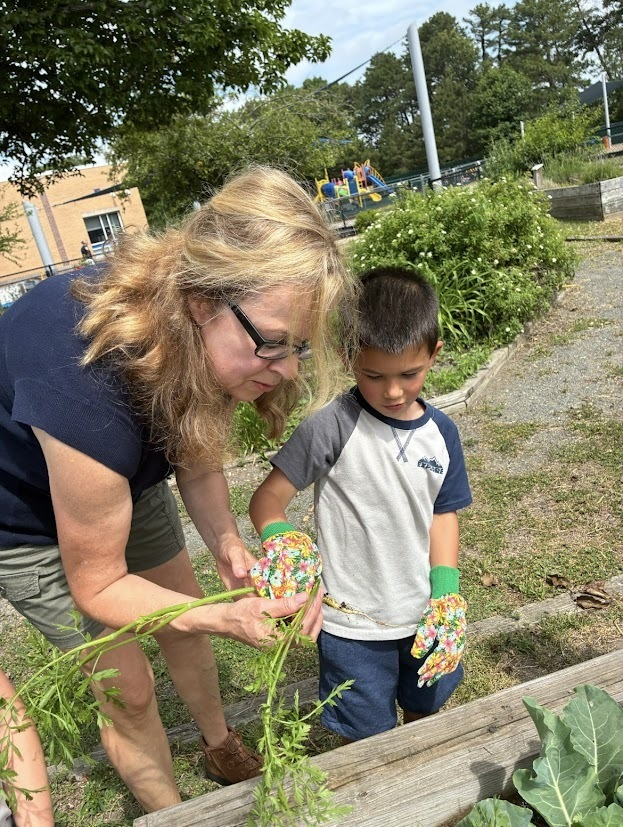 MTSDnews's tweet photo. Today WES preschoolers had a wonderful Garden Harvest Day!  With help from "Super Volunteer," Tammy Rousseau, they picked carrots, cauliflower &amp; cabbage, then made coleslaw, enjoyed carrots with ranch &amp; cauliflower pizza.  Learning &amp; fun all day! More at https://t.co/SVkGebC16H https://t.co/fYfoR3f0nO