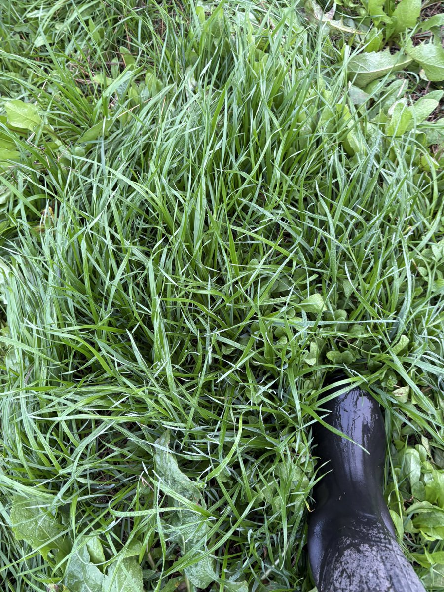 PastureGenetics's tweet photo. Raigrás tetraploide PG CHIEF produciendo a full en intersiembra sobre pastura de achicoria y trébol rojo de tercer año y como verdeo por Treinta y Tres.

En invierno el raigrás es rey 👑 https://t.co/mlGbrXmcik