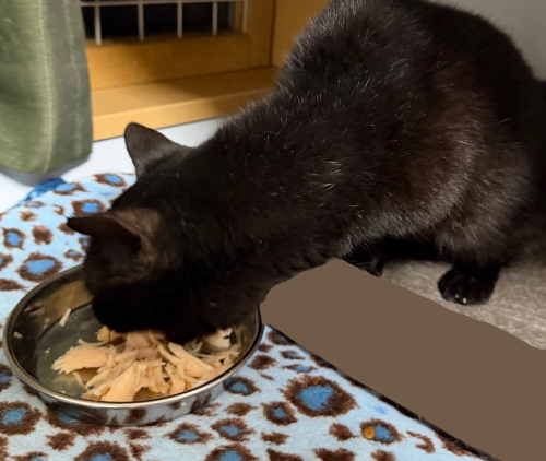 tnr_dog_cat's tweet photo. https://t.co/9qmPUMBoSq
★ルミちゃん、フォスターペアレント様　ありがとう
★保護猫譲渡会・・主催　NeKo SanDo
６月１３日（土）　１３：００～１６：００
場所　川崎市川崎区中瀬３丁目２０-２０
島忠ホームズ川崎大師店２階　ダイソー前
※犬猫救済の輪こねこちゃんたちも参加します。
年齢が不安な方も可愛い成猫たちをご案内できます。
★犬猫救済の輪 　猫の里親会
６/１４（日）13：00～16：00
川崎市川崎区大島1-28-15-1F
TNR日本動物福祉病院内
https://t.co/FweIkHwP6Y