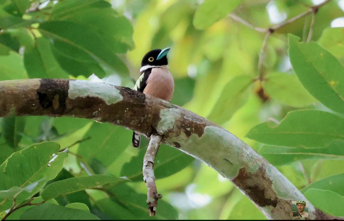 pr_prdnp's tweet photo. แจกความสดใส! 🐦✨ “นกพญาปากกว้างเล็ก” (Black-and-Yellow Broadbill) นกไซส์มินิ ปากฟ้าสด ตาเหลือง อกชมพู! ♂️ตัวผู้มีแถบดำพาดอก ♀️ตัวเมียแถบขาดไม่เชื่อมกัน พบได้ตามป่าดิบและชายป่า 🌳 
📸 Arun manopsin, Pong Pong 
#นกพญาปากกว้างเล็ก #สัตว์ป่า #เขตรักษาพันธุ์สัตว์ป่าโตนงาช้าง https://t.co/mhXQSBflJc