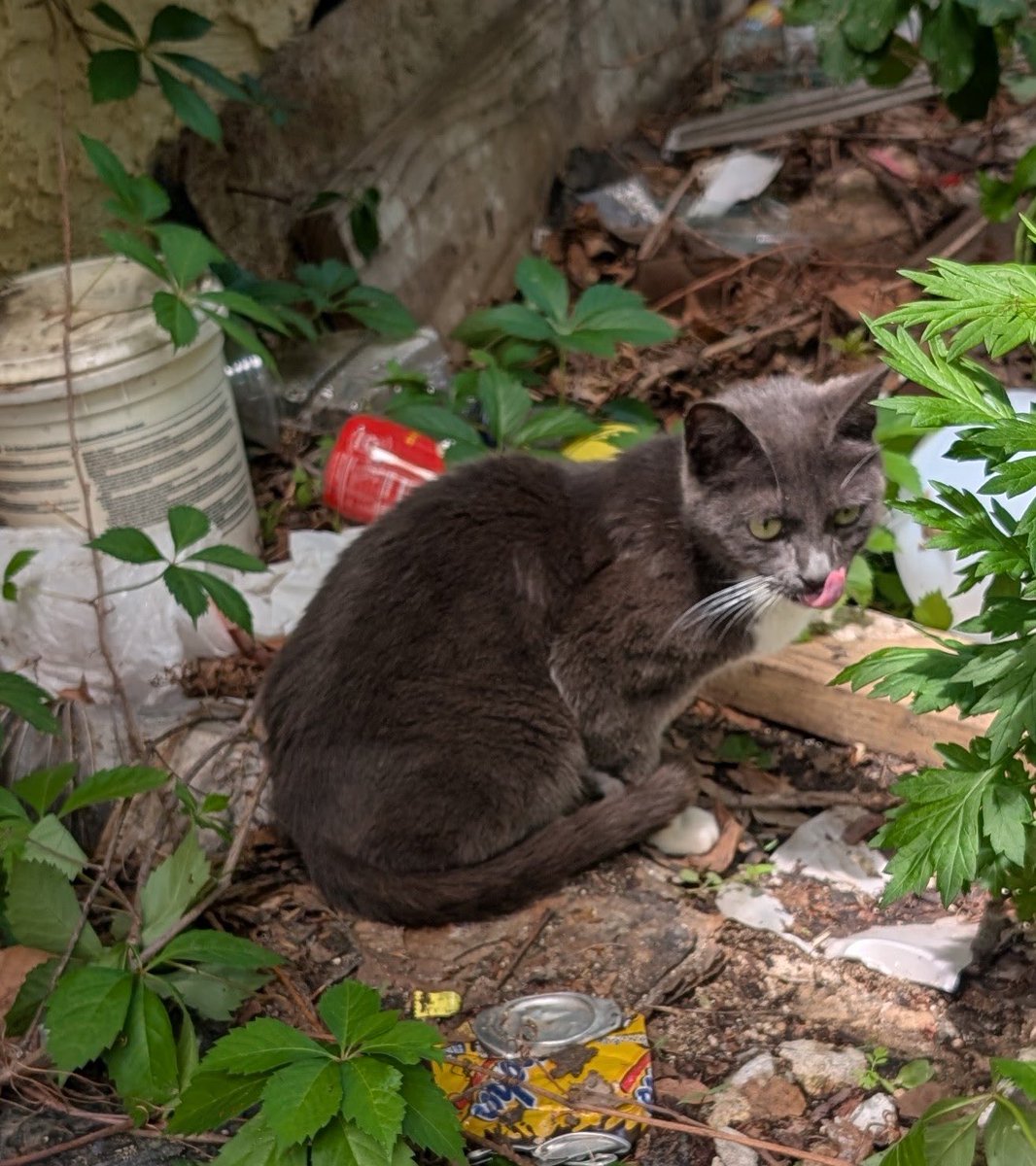 Project MEOW tweet media