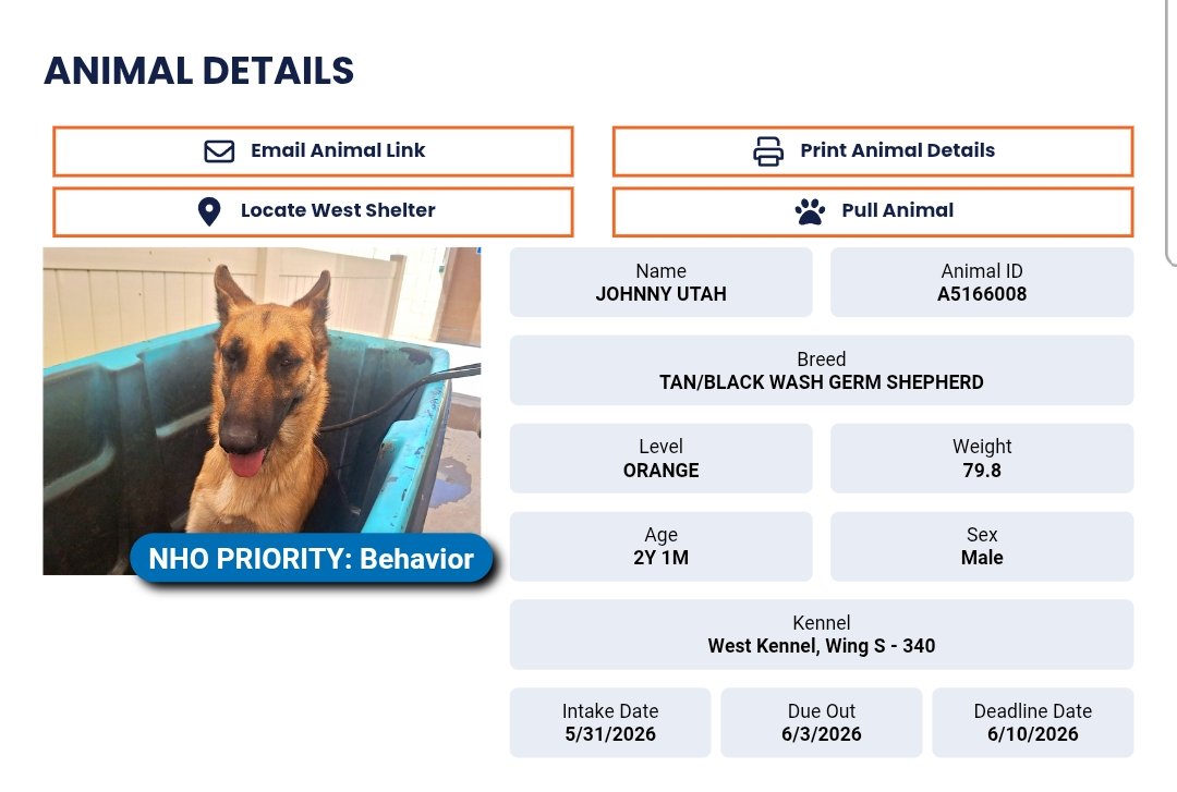 8415_n's tweet photo. JOHNNY UTAH #A5166008
2yo.#germanshepherd #gsd
#MCACC West #Maricopa #MCACCPHOENIX #Phoenix #phoenixaz #phx #phxaz
#Euthlisted WED 6/10‼️
He will be killed THU 6/11 in the morning before opening.
#ADOPT, or #FOSTER at NO COST anywhere #AZ to save him!
https://t.co/RXv1UwVYRx https://t.co/GCYx2gZr19