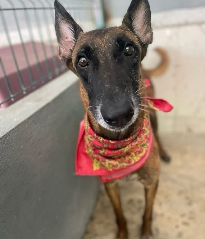 caninos911's tweet photo. 🐶 Adopta con responsabilidad 🐶

Ayúdanos a compartir 😔🙏🏻. 
El es Rex un herrmoso Pastor Belga y lleva 5 años en el refugio 😔 , es muy cariñoso, protector y alerta… 
Por favor ayúdanos  a compartir para llegar con la familia correcta 🙏🏻🙏🏻. 
*Esterilizado, vacunado y desparasitado. 
( No convive con perros ) . 

Adopciones WhatsApp: 
993 194 0616 

Fomentemos el amor, el respeto y el cuidado hacia nuestros compañeros de vida.
#Caninos911 #Refugio #Dogs #PorUnTabascoLibreDeCrueldadAnimal