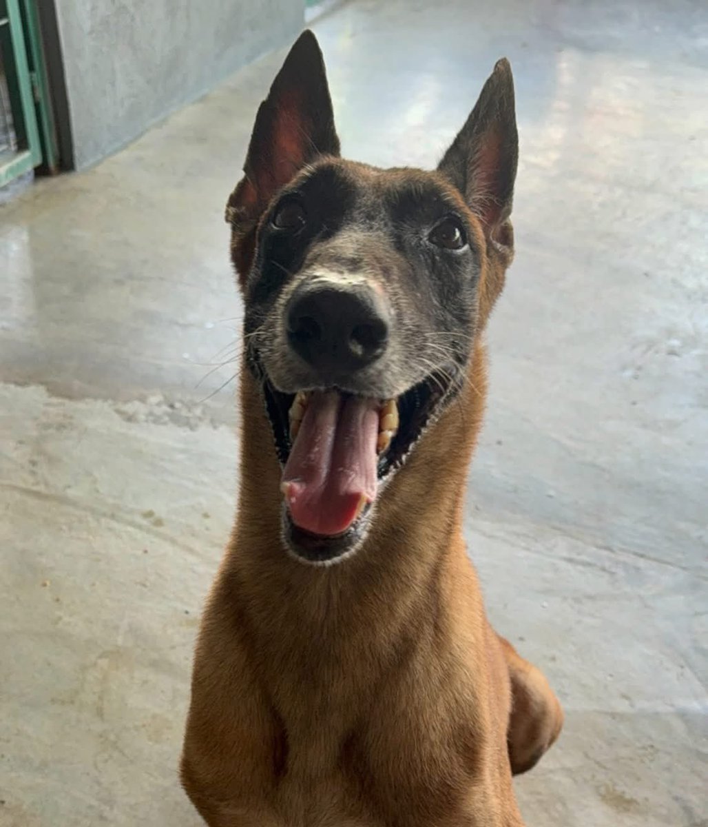caninos911's tweet photo. 🐶 Adopta con responsabilidad 🐶

Ayúdanos a compartir 😔🙏🏻. 
El es Rex un herrmoso Pastor Belga y lleva 5 años en el refugio 😔 , es muy cariñoso, protector y alerta… 
Por favor ayúdanos  a compartir para llegar con la familia correcta 🙏🏻🙏🏻. 
*Esterilizado, vacunado y desparasitado. 
( No convive con perros ) . 

Adopciones WhatsApp: 
993 194 0616 

Fomentemos el amor, el respeto y el cuidado hacia nuestros compañeros de vida.
#Caninos911 #Refugio #Dogs #PorUnTabascoLibreDeCrueldadAnimal