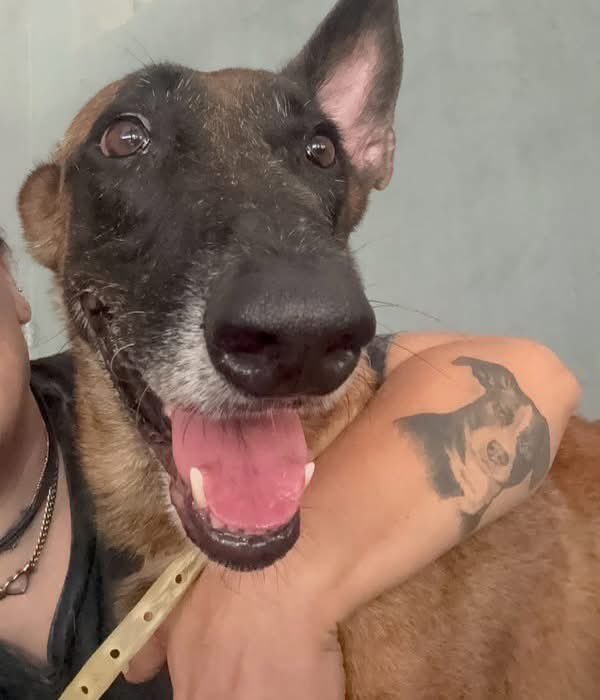 caninos911's tweet photo. 🐶 Adopta con responsabilidad 🐶

Ayúdanos a compartir 😔🙏🏻. 
El es Rex un herrmoso Pastor Belga y lleva 5 años en el refugio 😔 , es muy cariñoso, protector y alerta… 
Por favor ayúdanos  a compartir para llegar con la familia correcta 🙏🏻🙏🏻. 
*Esterilizado, vacunado y desparasitado. 
( No convive con perros ) . 

Adopciones WhatsApp: 
993 194 0616 

Fomentemos el amor, el respeto y el cuidado hacia nuestros compañeros de vida.
#Caninos911 #Refugio #Dogs #PorUnTabascoLibreDeCrueldadAnimal