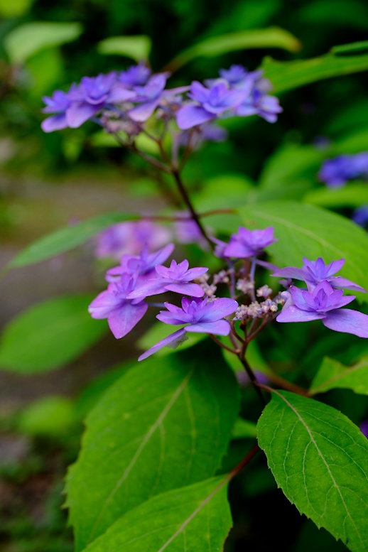 tensuke99's tweet photo. 京都府立植物園のヤマアジサイ　美山八重紫　アジサイ科。
#京都府立植物園
#花 https://t.co/zLPq5DciSR