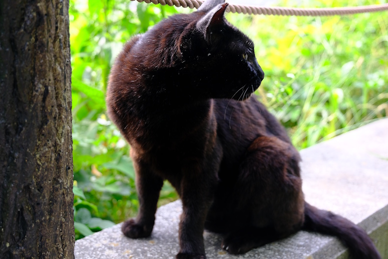 tensuke99's tweet photo. 喰っちゃ寝のハチちゃん。
薄目を開けて撮られてるのを確認。
クロちゃんが「アイツよく寝るニャ。」と
見てたけどキミもだよ（笑）
#地域猫活動
#地域猫 https://t.co/Ydynn6Skcx