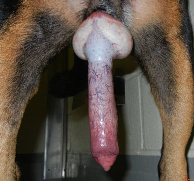 Claraslug's tweet photo. Snack dealer wanted S
level: expert •
Drool
https://t.co/KulCvuQ622 Zangi  68-0437-3243
#zoophillia #dogknot #zooprideisvalid
#zoophile
#hypnotistzoophilesarevalid https://t.co/WMsymFzUnb