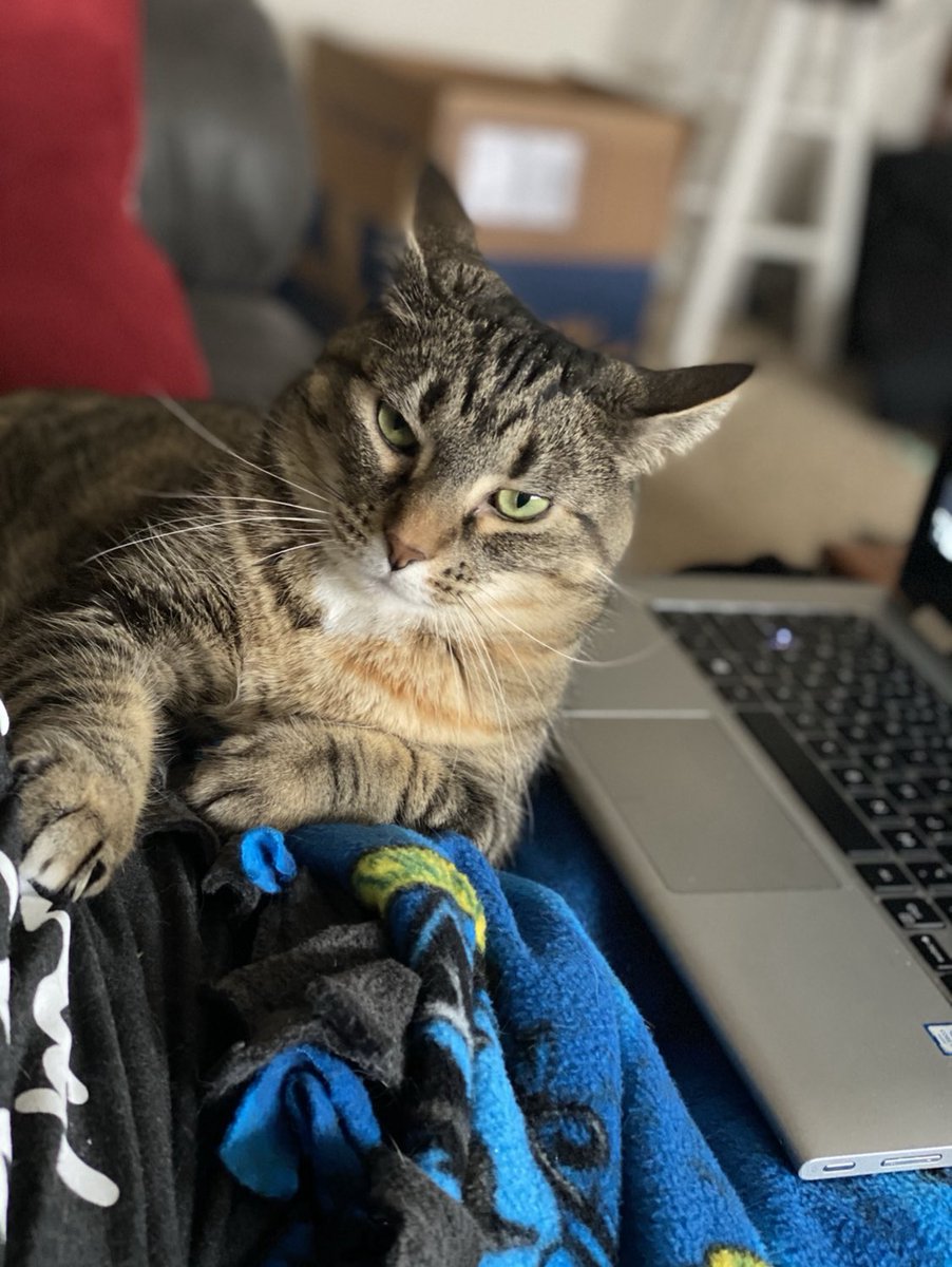 laurakbarr's tweet photo. @senpai_yolo i also had a tabby girl who had iconic rbf. i miss her everyday. glad your baby is back home 😭❤️ https://t.co/SleDqEARWG