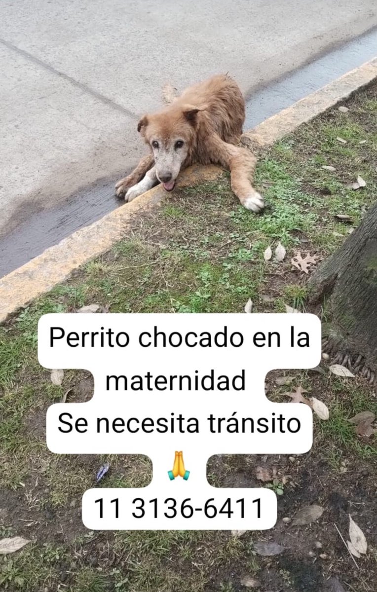 patripeyrou's tweet photo. Rt
Ayuda urgente https://t.co/qKtFVlfddS