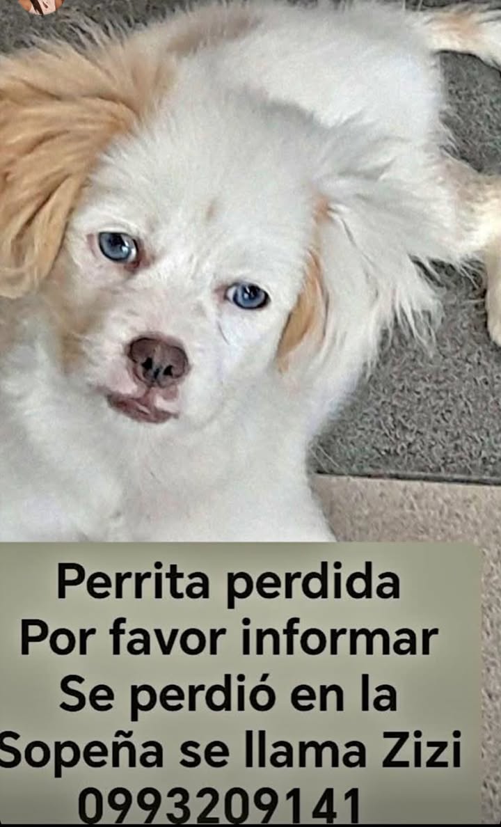 AlertaMePerdi's tweet photo. #PERDIDA #GUAYAQUIL
Nombre: #Zizi
Fecha: 2026-06-08
Sector: Sur, Sopeña mz 25
Sexo: Hembra
Raza: Pekines
Observación: Blanca con mancha café en oreja y rabo
Contacto: 0993209141
¡Ayúdalo a volver con su familia!
#AlertaMePerdí https://t.co/uXxv7tI0tN