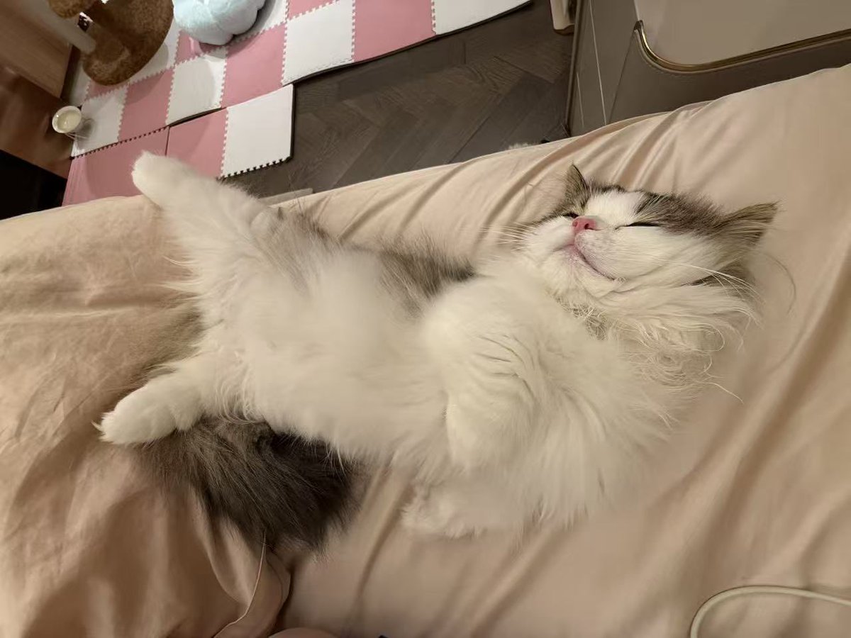shirobabu's tweet photo. 🐱💤💭 https://t.co/teXJh5fKsX