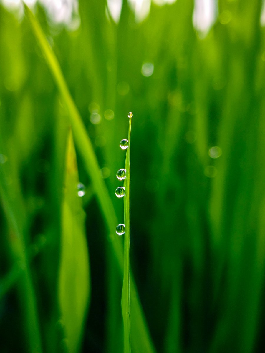 Naturehacker20's tweet photo. Village Monsoon Vibes 🍃 Shot On Vivo V50 @Vivo_India #ShotOnSnapdragon @Snapdragon @Snapdragon_IN https://t.co/17hiBuBCvy