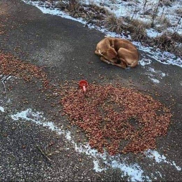 BestinDogs's tweet photo. FORGIVE ME, MOM 😢🐾…

I was where you left me for two whole days. Sleeping right on the side of the road. I was terrified of the noise of the cars but I didn’t move.

Last night, one of those cars stopped and she got out. She invited me to lunch but I said no. She invited me to come sleep at her place and I also said no. I tried to explain to her that I was waiting for you but she wouldn’t listen to me. She took out a leash and said that I couldn’t stay there any longer. I bit her several times and ended up peeing myself while growling and crying! She didn’t understand that she was separating me from you! She took me against my will and we left! I was so sad because I knew you would be worried. We ended up at her place.

I kept screaming hoping you would hear me but you never came. I threw up because of my nerves, I felt so sick. I kept telling her that I had to go back because you would think I had abandoned you when you saw that I wasn't there! I who love you with all my heart and soul, I haven't stopped crying since we broke up a few days ago. I want you to know that I would never do that to you.

I don't know where you are now or why you stopped the car and left me there. You must have had something very important to do. Can you come find me now, mom?

Today I ate because my stomach hurts. I also slept on a very soft bed. And by accident, I also wagged my tail a little. I'm really sorry, please forgive me. She's just very nice to me. She said I could stay forever. She calls me Savannah, but I already have a name. When you come to get me, you can tell her. You'll see how surprised she'll be when you explain to her that it was a big mistake.

Because mom, you're coming back for me, right? 🙏