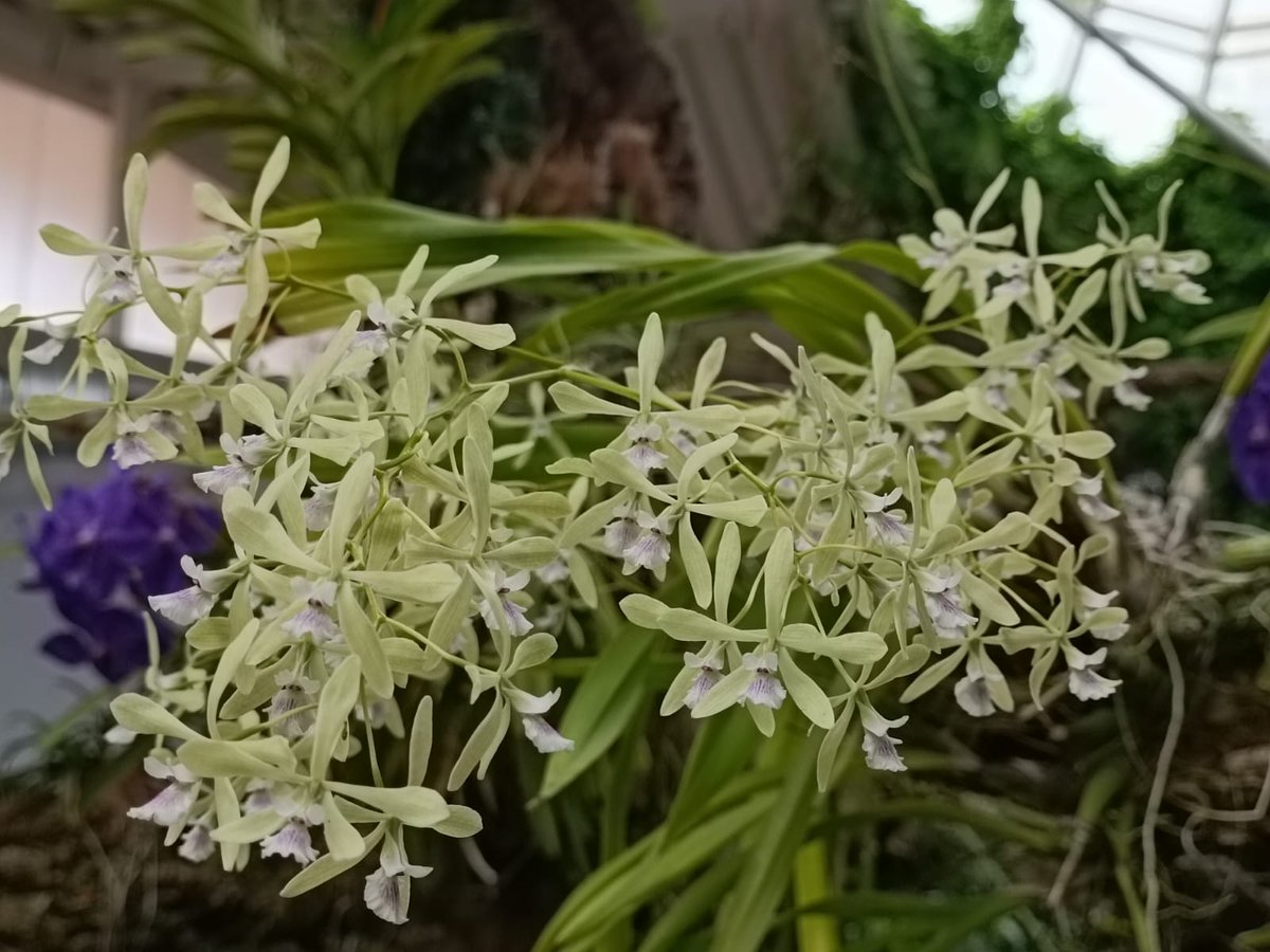 orchidarium_'s tweet photo. Encyclia profusa, haciendo honor a su epíteto

#Orquidario #Estepona #orquídeas #orchids #VisitaElOrquidariodeEstepona https://t.co/nk3a3lV7HH