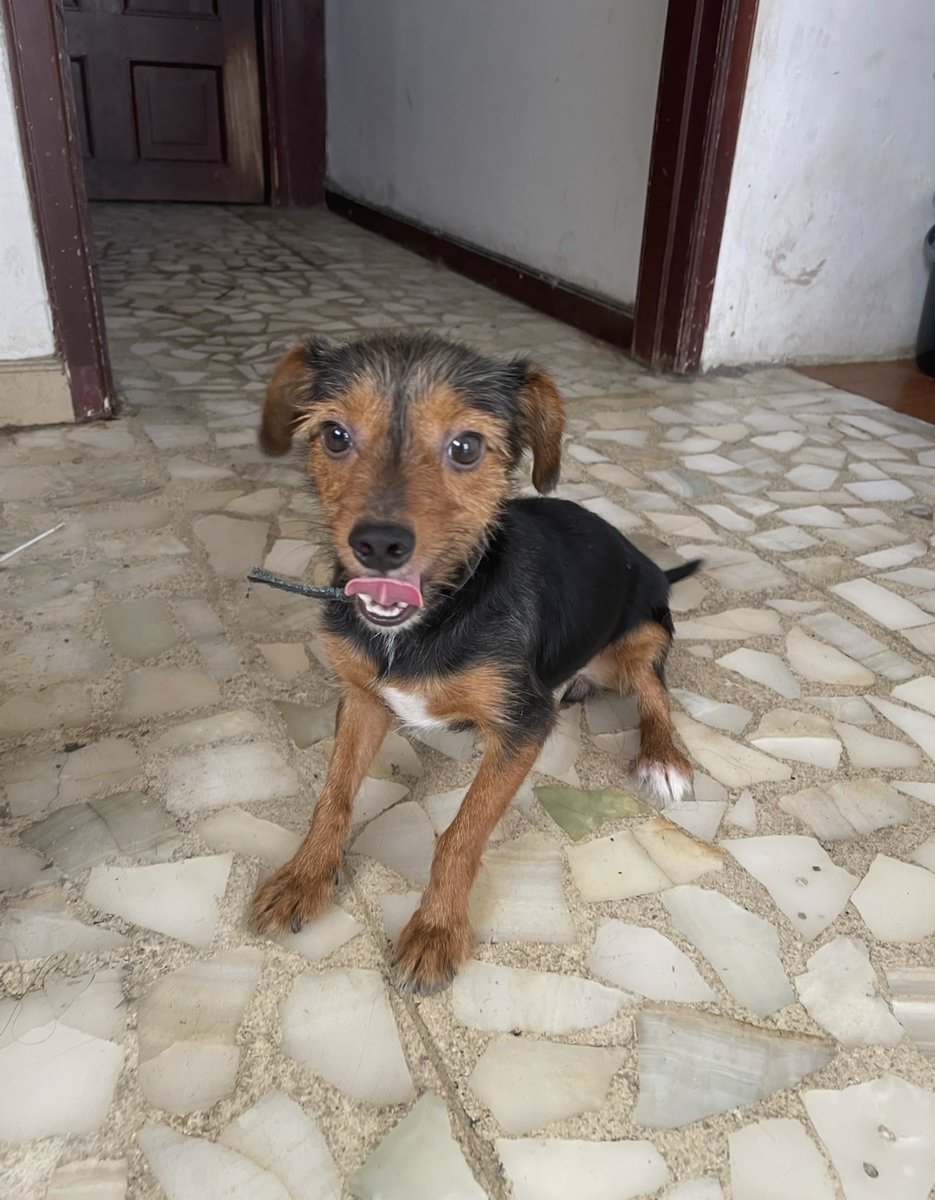 AlertaMePerdi's tweet photo. #ENCONTRADO #GUAYAQUIL
Fecha: 2026-06-10
Sector: Sur, avenida 25 de Julio en la parada viejo cangrejal
Sexo: Macho
Raza: Mestizo
Observación: Tiene lunar blanco en cada patita trasera
Contacto: 0995146210
¡Ayúdalo a volver con su familia!
#AlertaMePerdí https://t.co/sv1FJd6YY9