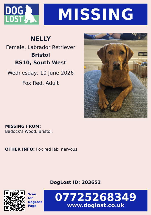millypod1's tweet photo. 🆘10 JUNE 2026 #Lost Nelly #ScanMe
Fox Red NERVOUS Labrador Retriever Female
Badock’s Wood #Bristol #BS10
South Gloucestershire
https://t.co/aln4zT33YG https://t.co/7TRAYdrUO8