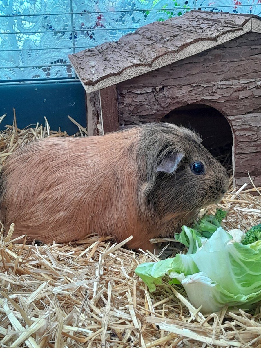 Num471's tweet photo. Meet Ceaser. There is nothing behind those eyes, not a single thought...

Other than, is ceaser safe?, can ceaser eat?, ceaser is happy https://t.co/VE5pxhWhCj