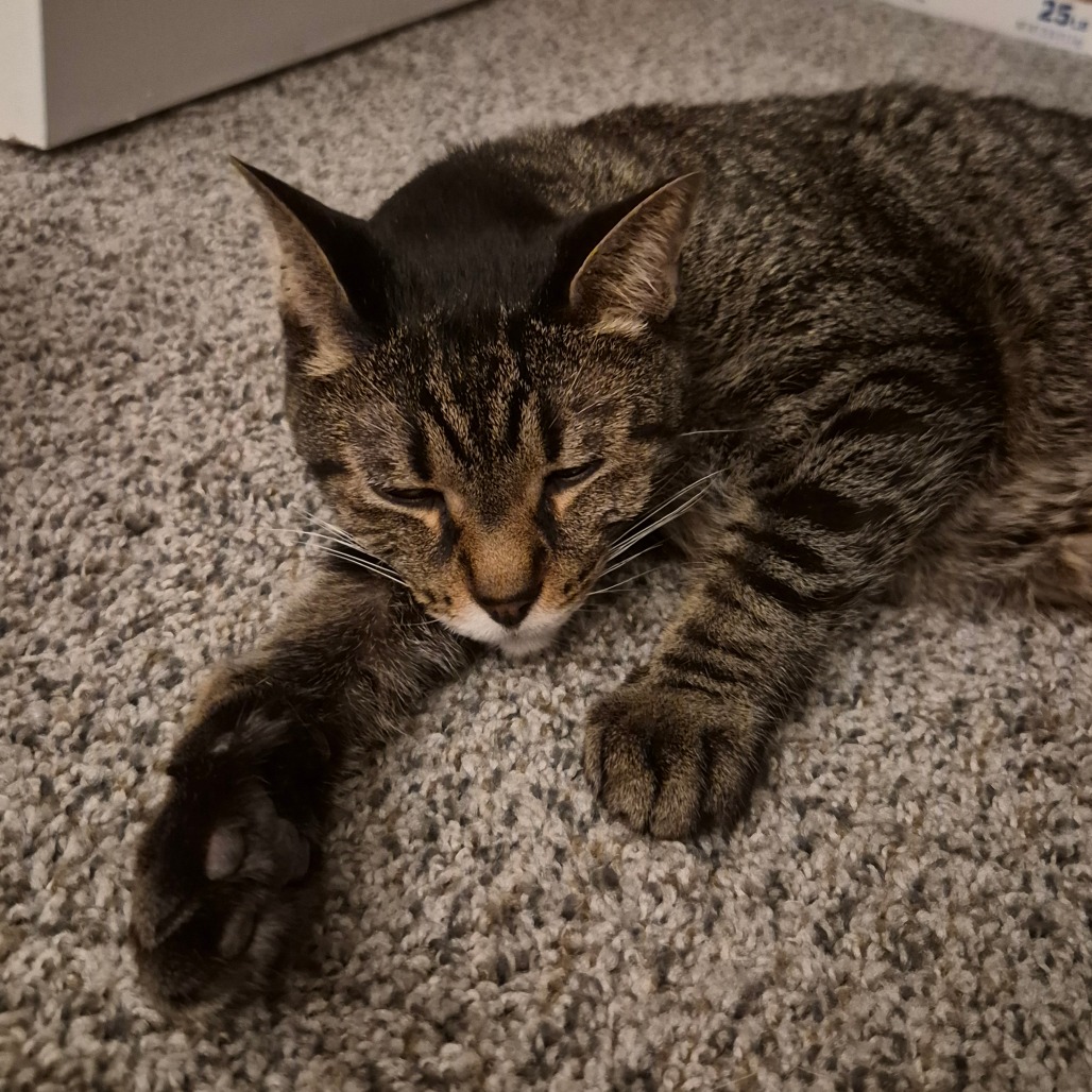 13WHAM's tweet photo. PET OF THE WEEK: Pretty Kitty is an old man cat and lovebug who is ready to give you all the love in his little heart.

https://t.co/xXsuIcgh7e https://t.co/WsQ2h0VJx2
