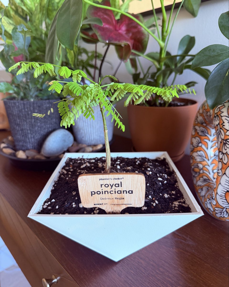 790484F's tweet photo. My baby bonsai. 🌿 https://t.co/ZYVqeWEzko