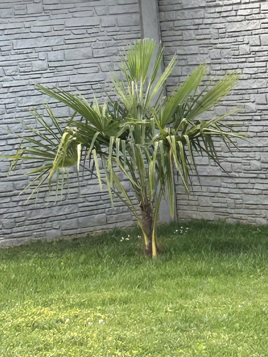 AgAliJane's tweet photo. @avokatoptimist Ne reviens pas …. Bon la, le soleil est revenu… mais ici les palmiers sont moins jolis … la preuve ⬇️⬇️⬇️😂😂 https://t.co/i25WY1S1GX