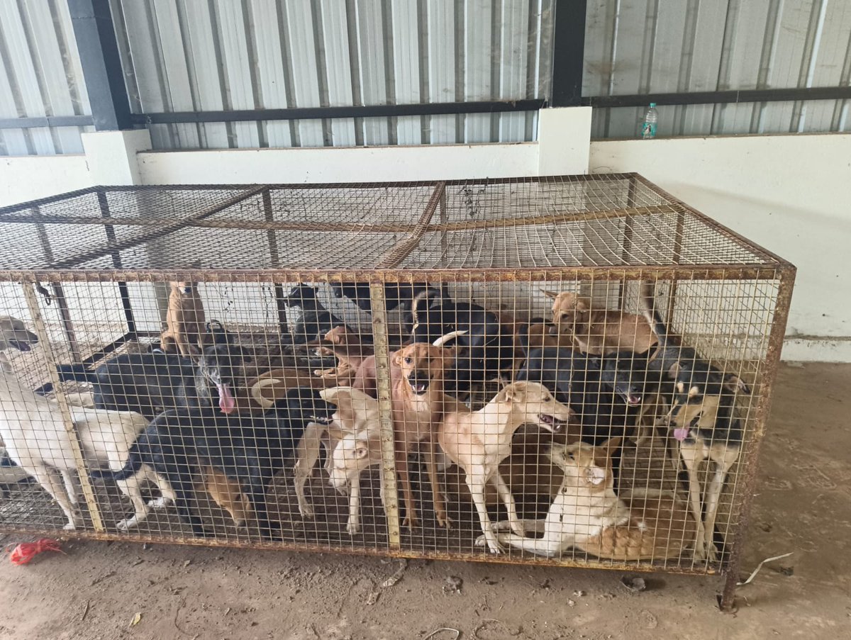 dilthi_gujarati's tweet photo. 🚨#AlokaThePeaceDog your Friends in India are Brutally Captured Illegally mass relocated caged disappeared / KILLED in #Karnataka #India

🚨 MASS DOG DISAPPEARANCE SCANDAL? 300 DOGS CAPTURED. ONLY 15 FOUND ALIVE. WHERE ARE THE OTHER 285? 🚨

📍 Thirthahalli Pattana Panchayat, Karnataka

https://t.co/WiP2Zyjnjc

This may be one of the most disturbing animal cruelty allegations to emerge from Karnataka.

According to complaints supported by photographs, videos, and eyewitness accounts, nearly 300 community dogs were allegedly rounded up and confined inside cramped iron cages at the Munnur Dumping Yard.

The dogs were reportedly denied adequate food, water, and care for several days, leaving them trapped in extreme heat, fear, dehydration, and starvation.

Today, only around 15 dogs remain visibly present.

The question that demands an answer:

❓ Where are the other 285 dogs?

Were they illegally relocated? Did they die from starvation and neglect? Were they transported elsewhere without lawful procedures?

Animal welfare volunteers allege a large-scale violation of the Prevention of Cruelty to Animals Act, 1960 and the Animal Birth Control (ABC) Rules, 2023, which prohibit unlawful relocation of community dogs and require humane handling, feeding, treatment, sterilization, and return to their original territories.

⚖️ Applicable provisions include:

• PCA Act Section 11(1)(a) – Causing unnecessary pain and suffering to animals

• PCA Act Section 11(1)(e) – Confining animals in cages that do not permit reasonable movement 

• PCA Act Section 11(1)(h) – Failure to provide sufficient food, water, and shelter 

• BNS Section 325 – Cruelty to animals 

• Violations of ABC Rules, 2023 regarding capture, confinement, relocation, and management of community dogs

Despite complaints and video evidence reportedly covering June 4–8, concerns have been raised regarding the lack of immediate FIR registration.

Animal welfare advocates, including @HarishK07108327, helped secure the release of the surviving dogs and continue demanding accountability.

We urge immediate intervention by:

Police Refused to file FIR.

@CMofKarnataka @DKShivakumar @KarnatakaDGP @Shivamogga_SP @AwbiBallabhgarh @LiveLawIndia
@barandbench @narendramodi
@AmitShah @DeputyCommissi8
@Manekagandhibjp @PetaIndia
@asharmeet02 @opnv1000
@KapilSibal @joedelhi @JahnaviIyer @Amitava63051821
@YSaghal @pvs000 @PercyBillimoria @IbcWorldOrg

Immediate demands:

✅ Register FIR 
✅ Account for every captured dog ✅ Veterinary audit of surviving animals 
✅ Investigation into alleged illegal relocation 
✅ Inquiry into the role of responsible officials 
✅ Prosecution under PCA Act and ABC Rules

If even one dog died from starvation inside those cages, justice is required.

If hundreds disappeared, the public deserves answers.

#AnimalCruelty  #AmendPCA #StopAnimalCruelty #StopIllegalRelocation #SaveIndianDogs #AlokaInIndia #JusticeForMickey