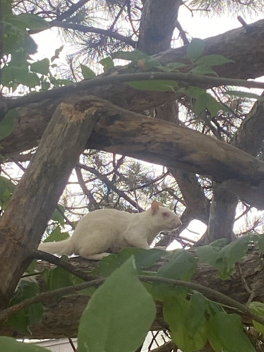 RobertClarkMN's tweet photo. Saw this little one. They didn’t want to come home and join the menagerie 🤣 https://t.co/4SfQLH0Bkq