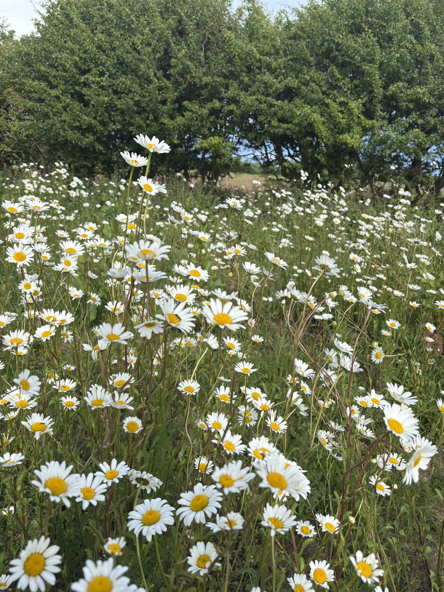 juliet_turner6's tweet photo. Sometimes fieldwork really does mean working in a field. https://t.co/l1FGDSqMAb