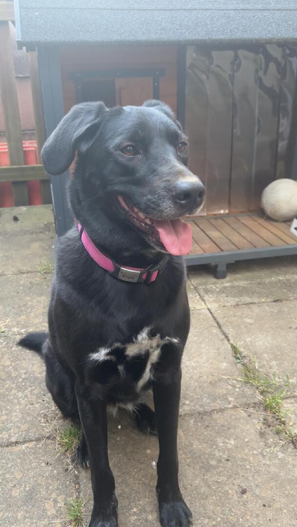 vigipets's tweet photo. 🟠 🐶 Chien perdu le 09/06/2026 à Ludres (54710).
Race : Beauceron / Âge : 2 an(s)
Nala / Femelle / Identifié(e) : Oui

☎️ 0769909254
📧  valoon54@gmail.com

#chienperdu #chientrouve #chien #perdu #trouve https://t.co/vi4op07mlS