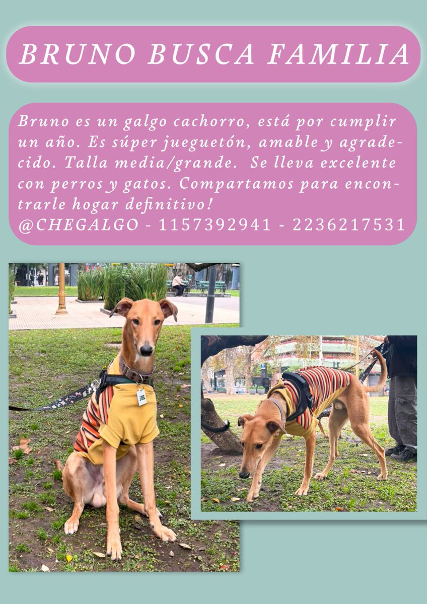 catascm's tweet photo. BRUNO BUSCA FAMILIA (CABA, Mercedes y alrededores)
Es un galgui de 11 meses, muy dulce y compañero. Se lleva bien con perros y gatos. Está con sus vacunas al dia y con muchas ganas de encontrar un hogar para siempre. 
Super jugueton y se porta increiblemente bien
Ayudan dando RT https://t.co/cJdA4SuerN