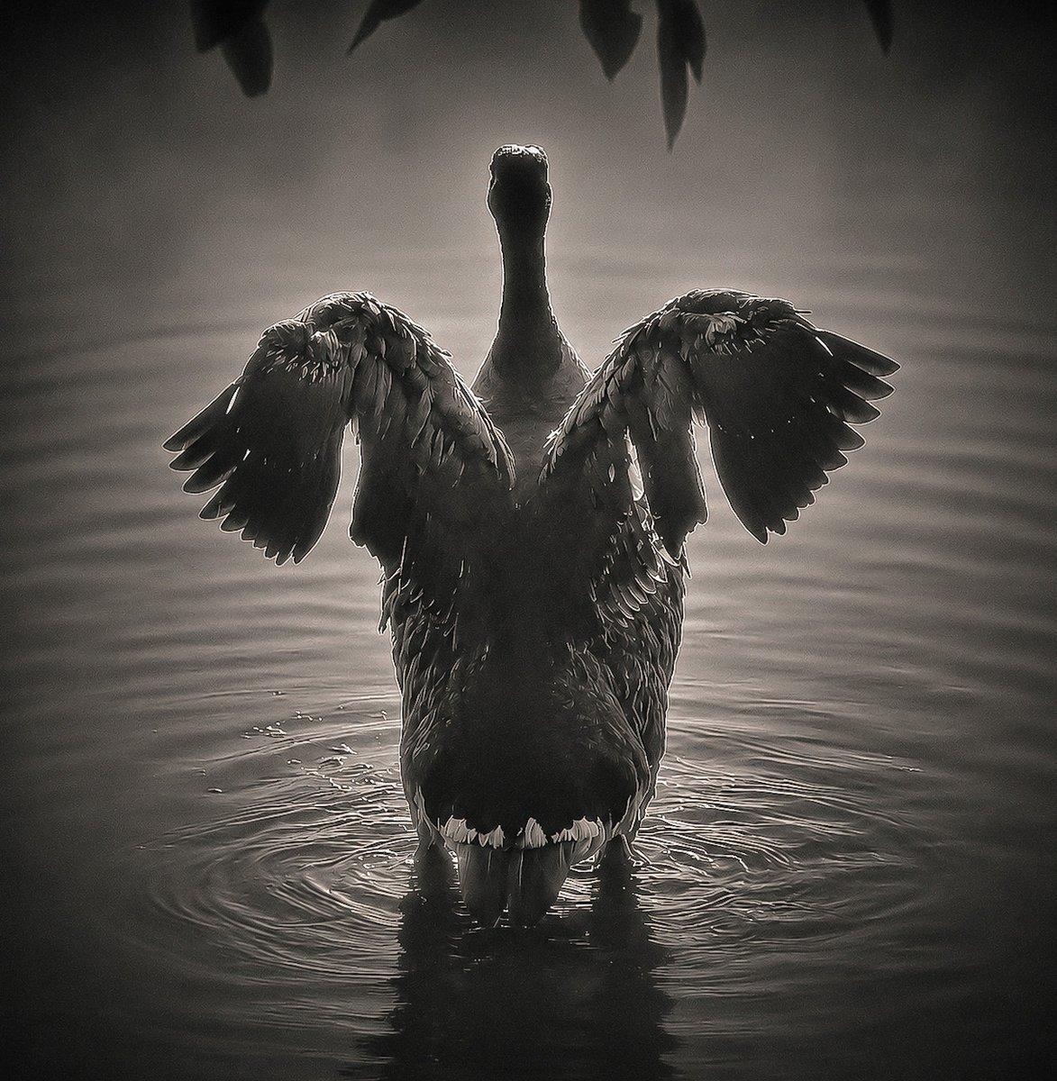 SWelchPhotos's tweet photo. Gosling. Los Angeles, CA. 2026. https://t.co/BrNqF4apZP
