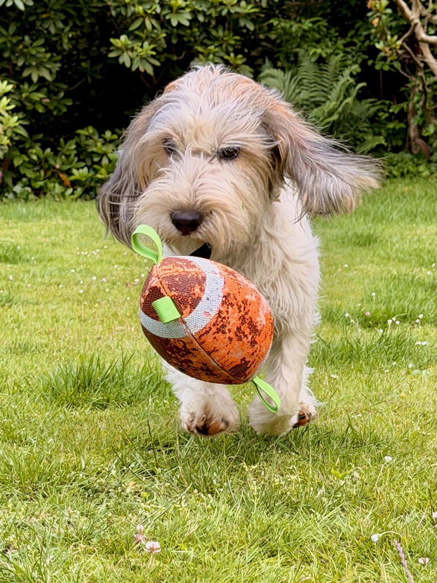 FOPinHamburg's tweet photo. Fun fun fun… #Apport https://t.co/UBDVZ5F5rb