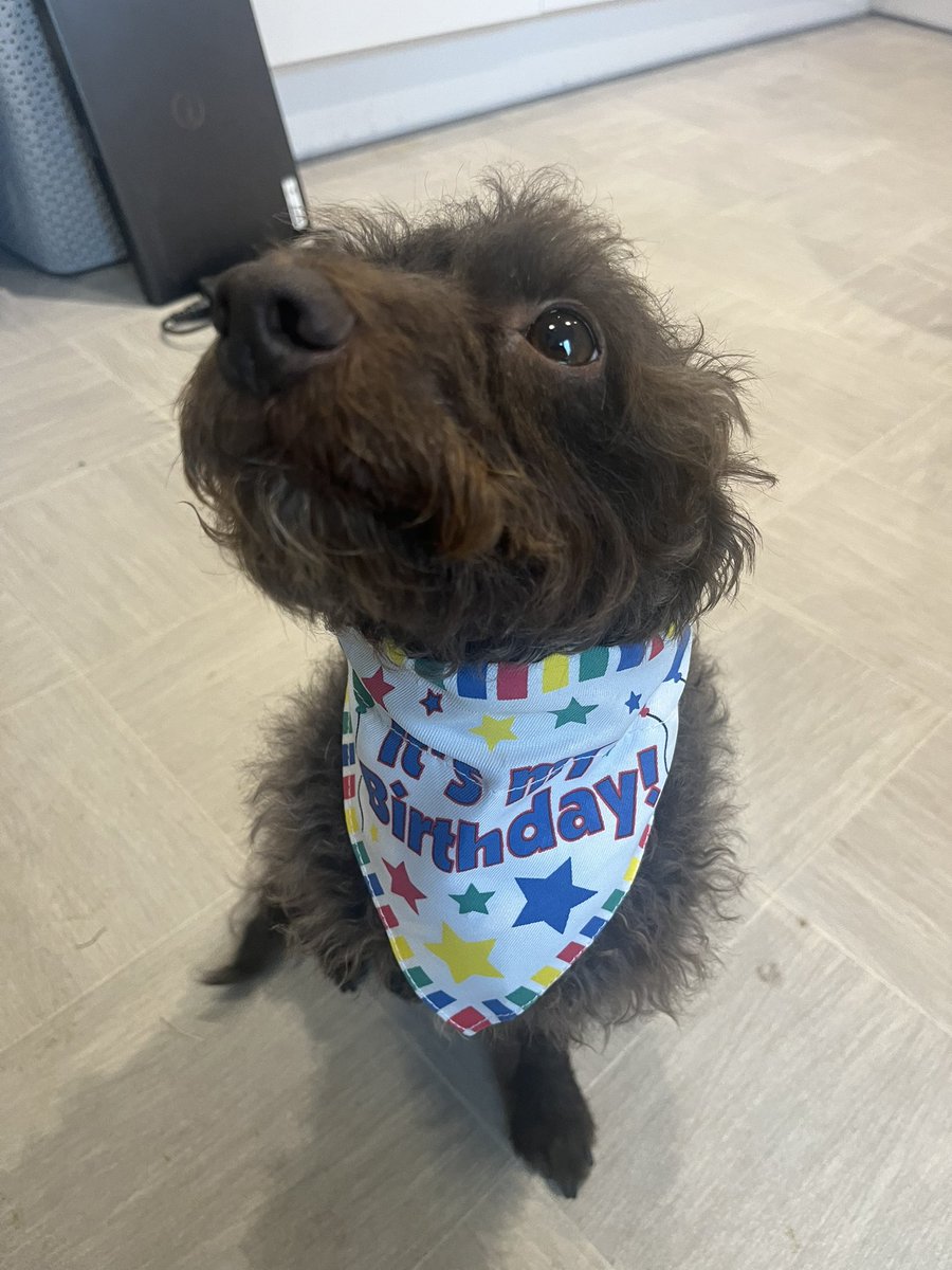 YsanneMorton's tweet photo. Happy Happy Birthday to this knobโed Sasha 6 Today ๐พ #puppies #dogs #cockerpoo https://t.co/O7JMshMmmj