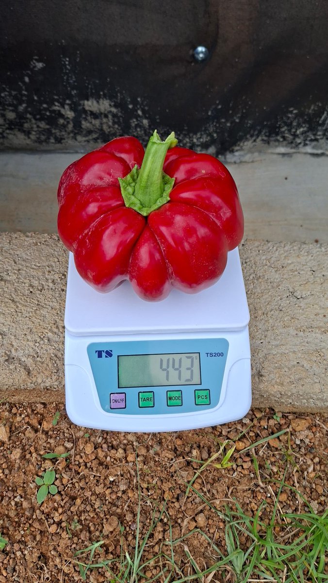 ritkatmun's tweet photo. Today's find🤭
The scale has spoken👌🏿 https://t.co/X3T9y14Ves