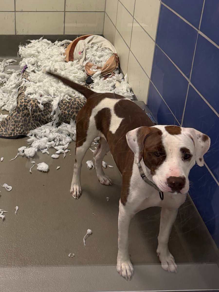 spcaoftexas's tweet photo. 😂Adora has been framed! 😱

Authorities found Adora surrounded by suspicious amounts of fluff, stuffing, &amp; evidence of a very good time. Adora insists she was "set up."

Help clear her name! Visit 2400 Lone Star Drive to adopt. 💜🐾

#Adoptme #WrongfullyAccused #CaughtInTheFluff https://t.co/14q3gEJE9h