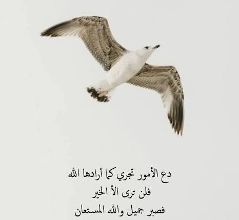 abufa87's tweet photo. https://t.co/jmg6dU6Yu0
