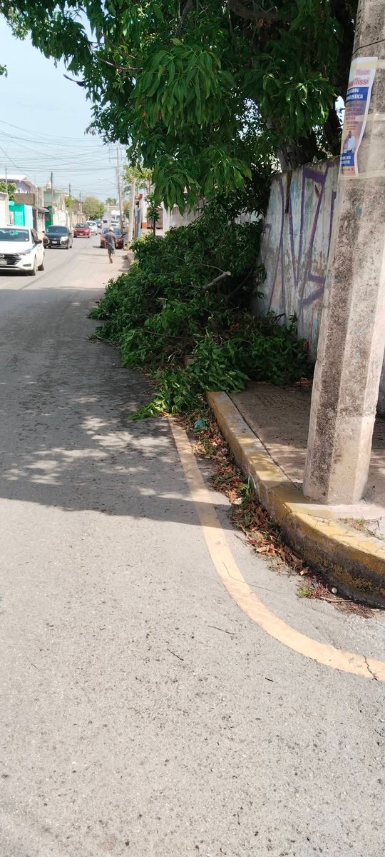 moniliux's tweet photo. Oigan @anapatyp @MaraLezama @AytoCancun que necesita pasar para que acudan a retirar lo que quitaron hace ya casi dos semanas o más ? Necesitan que atropellen a alguien para mandar a limpiar ?  
Ya se siguió el proceso indicado y hasta la fecha seguimos sin solución! https://t.co/tBX8oR2LQ1