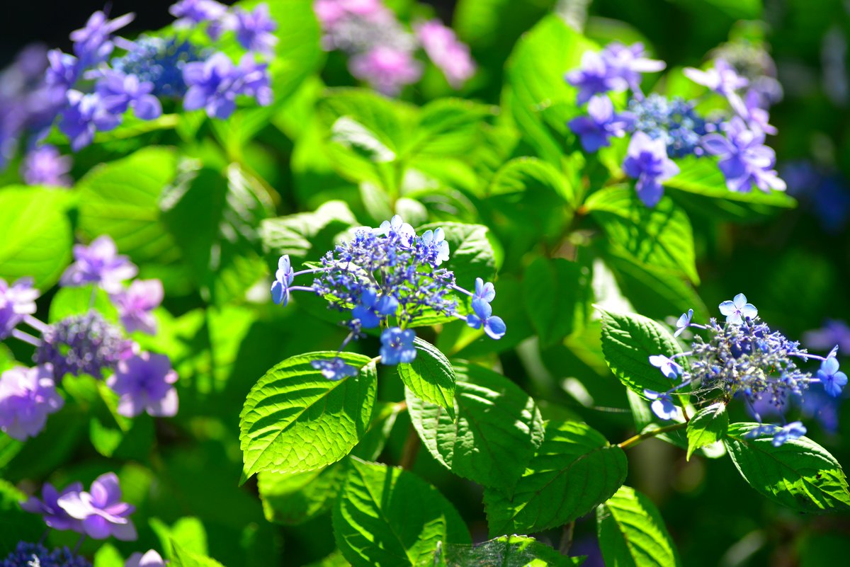 babylon_ks's tweet photo. #紫陽花
#キリトリセカイ
#ファインダー越しの私の世界
#写真で奏でる私の世界 https://t.co/JxlWUMy1cB
