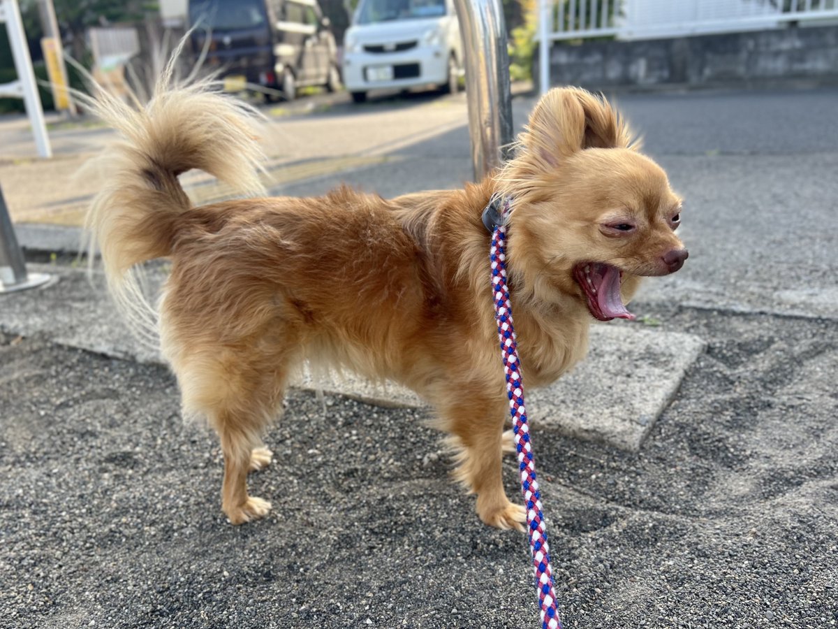 Sbacchan's tweet photo. 涼しくていいよね🐕
#おはよう #チワワ #いぬ https://t.co/O0J6JeznF1