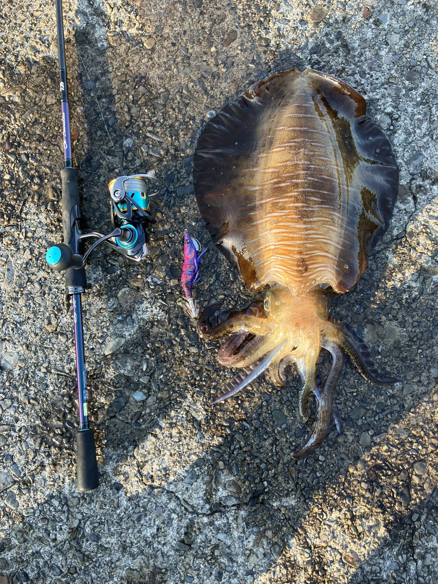 fishingIFC's tweet photo. 震えた https://t.co/6qjhEFWP0f