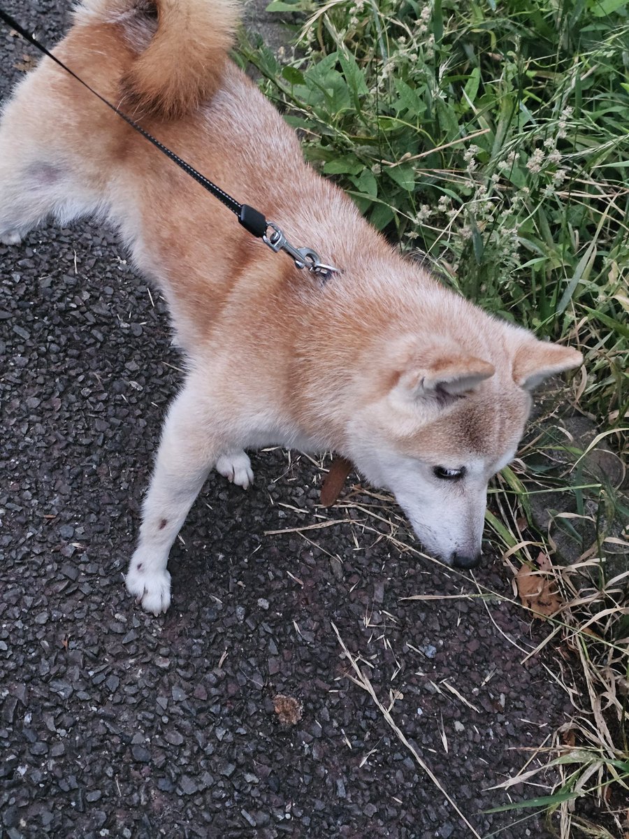 kill_a's tweet photo. 今日は深夜三時半からいぬさんぽ
さすがに他に犬連れの人は誰もいなかった
四時過ぎるともう普通に明るい https://t.co/CUdCoeMq4y