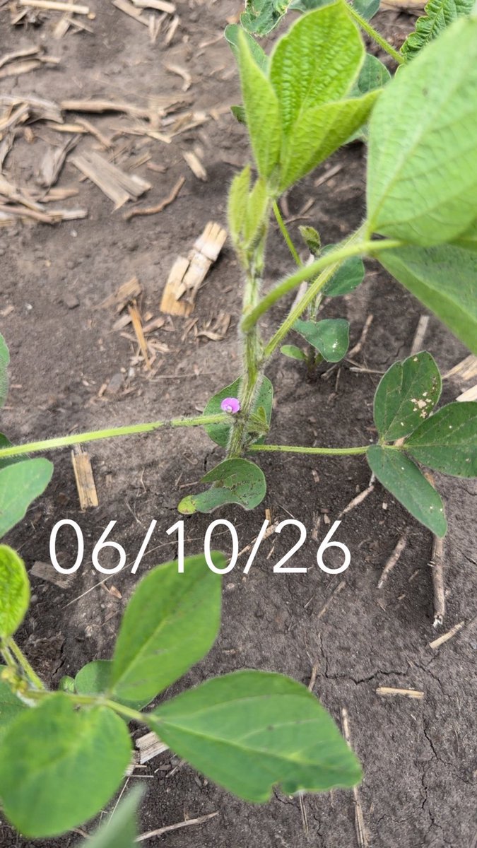 adeppe86's tweet photo. The summer solstice came early! https://t.co/BBa3dtGJ6P