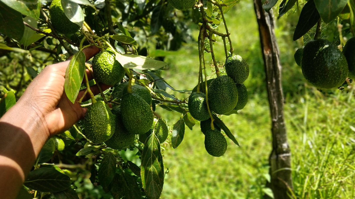 ckiprono_'s tweet photo. Fresh from the farm. 🥑 
Village life. 🛖
Savannah life. 📡 https://t.co/x6VUiTkWZz